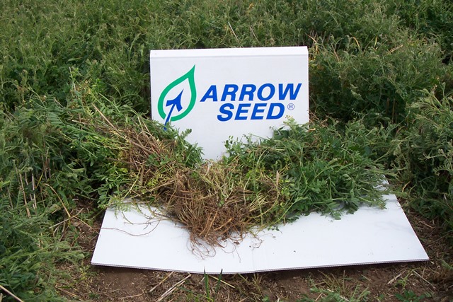 Arrow Seed