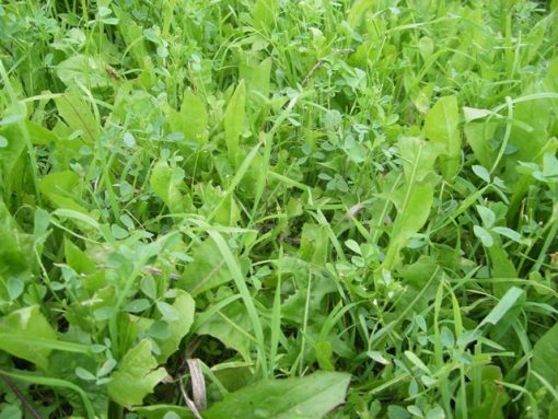 Food Plot Seed And Food Plot Screen Seed- Arrow Seed Company