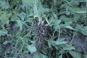 Nodules on Montech 4152 Field Peas