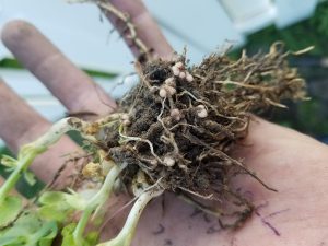 Nodules on Montech 4152 Field Peas