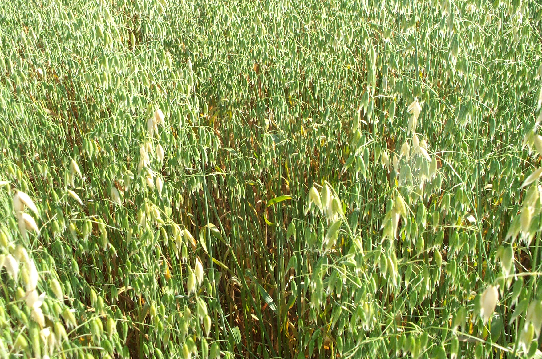 Jerry Oats Arrow Seed